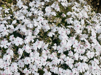 Azalea Amazing Grace - Ladybird Nursery