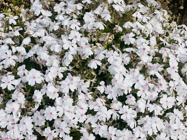Azalea Amazing Grace - Ladybird Nursery