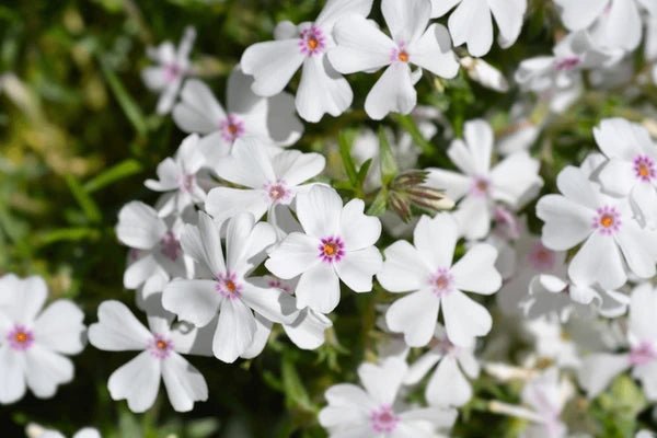 Azalea Amazing Grace - Ladybird Nursery