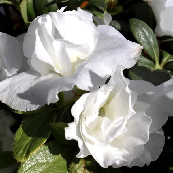 Azalea Aline - Ladybird Nursery