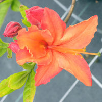 Azalea Mollis Dr Oosthoek