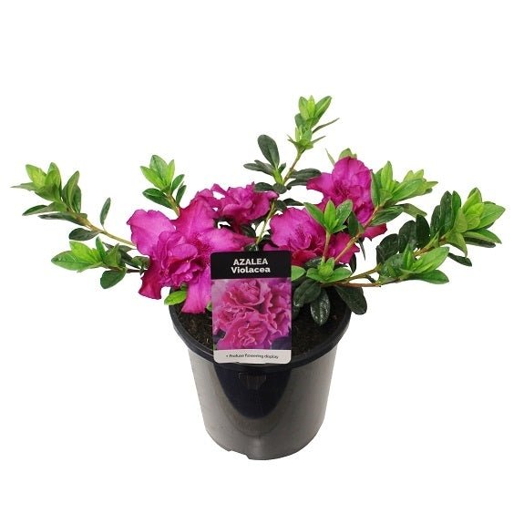 Azalea Violacea - Ladybird Nursery