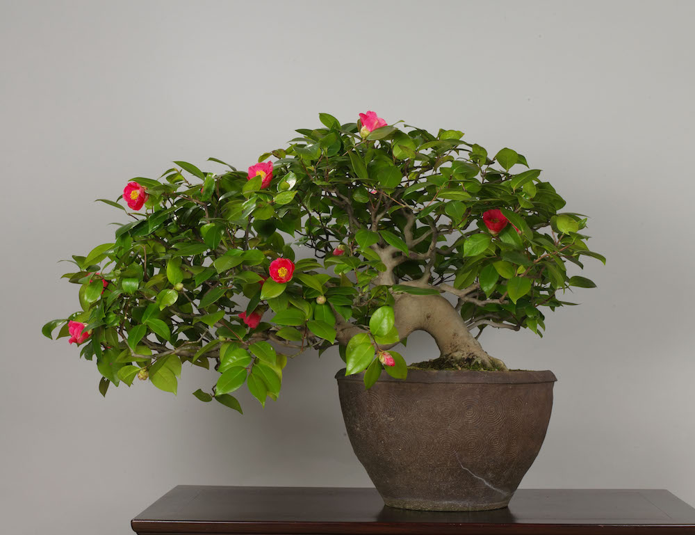 Sasanqua Camellia Bonsai Baby (Camellia sasanqua)