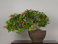 Sasanqua Camellia Bonsai Baby (Camellia sasanqua) - Ladybird Nursery