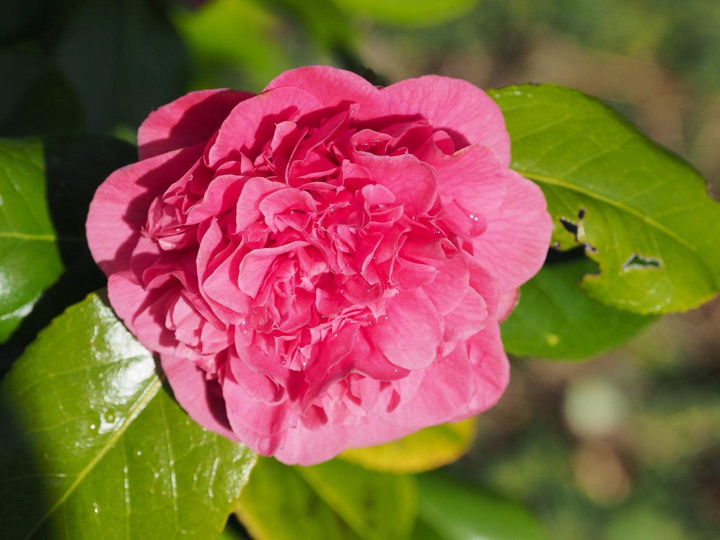 Camellia Carolyn Tuttle (Camellia japonica)