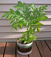Voodoo Lily / Snake Plant (Amorphophallus bulbifer) - Ladybird Nursery