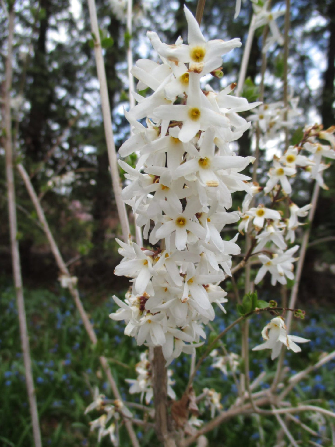 White Forsythia (Abeliophyllum distichum) - Ladybird Nursery
