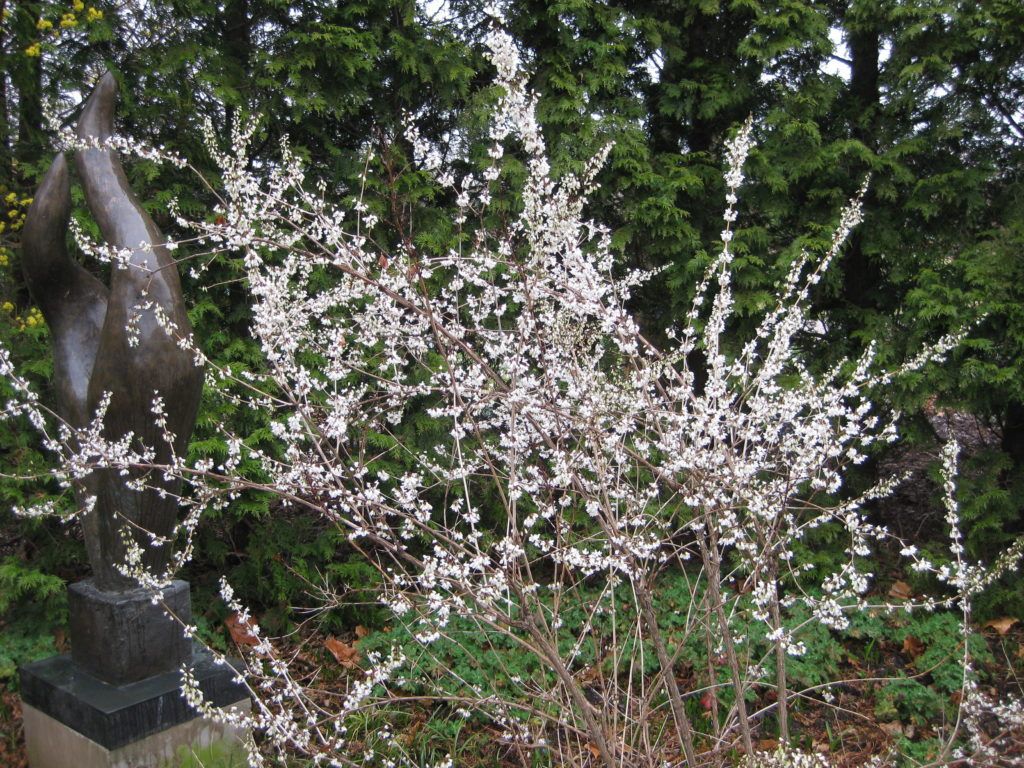 White Forsythia (Abeliophyllum distichum) - Ladybird Nursery