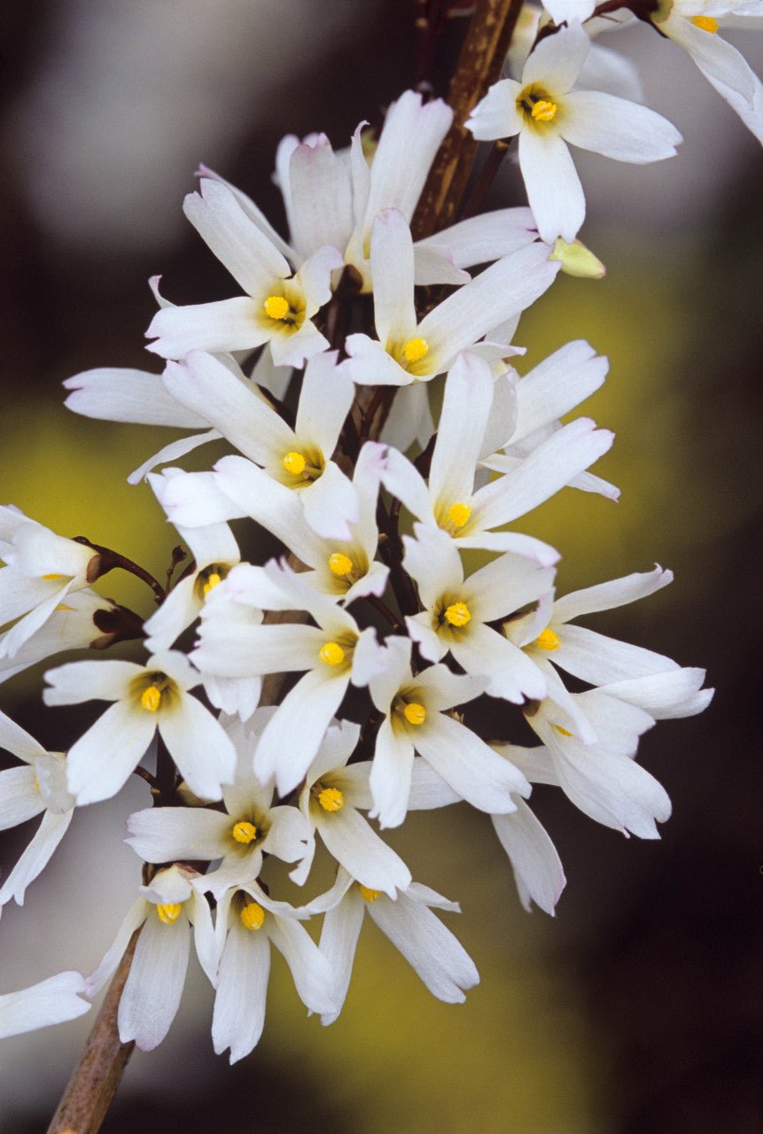 White Forsythia (Abeliophyllum distichum) - Ladybird Nursery
