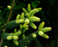 Spanish Fir Aurea Golden (Abies pinsapo)