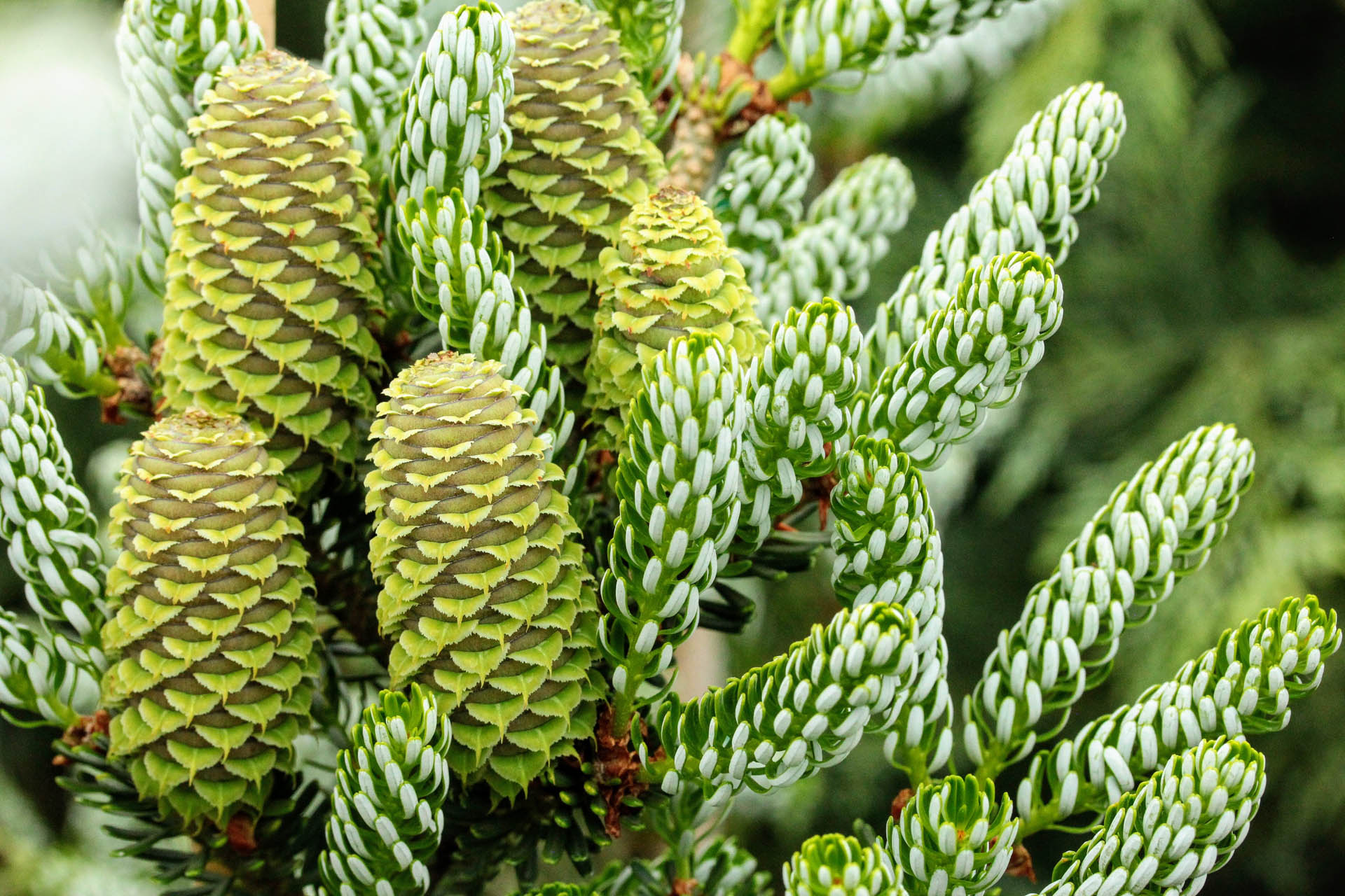 Conifer Assorted (Conifer spp.)