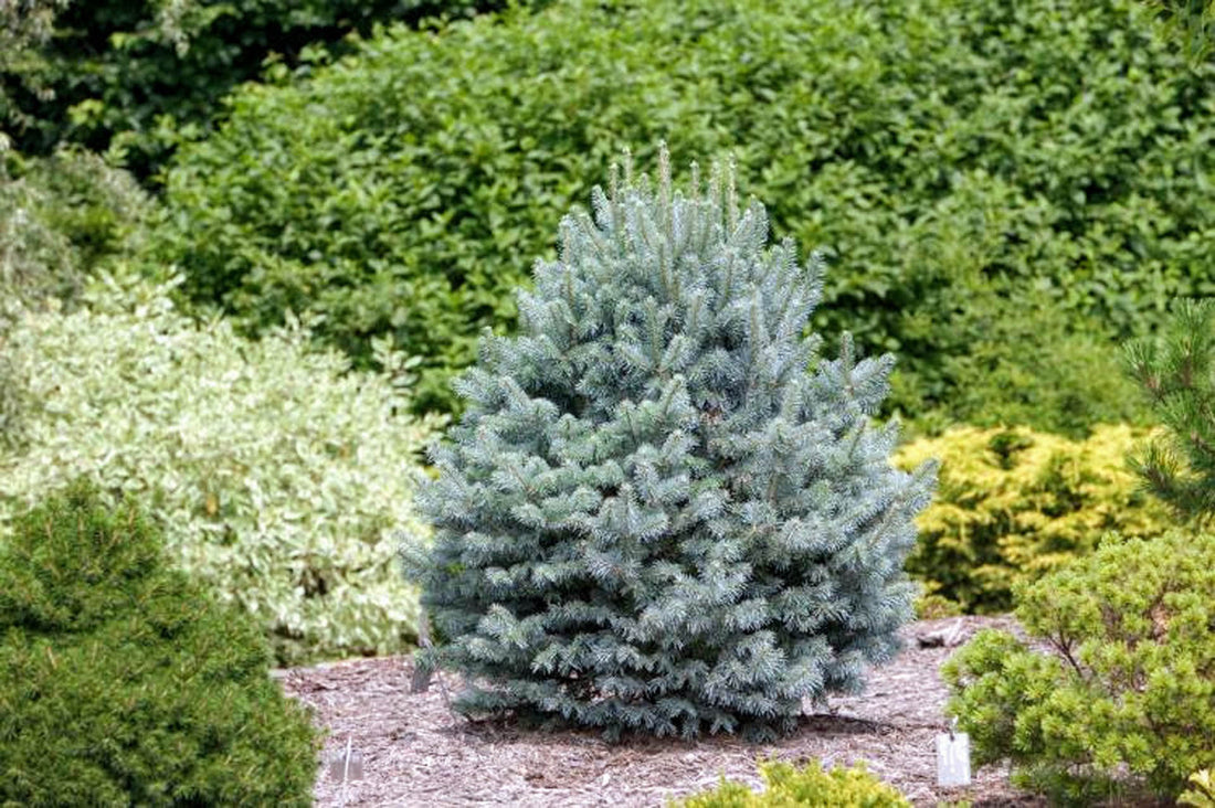 Subalpine Fir Compacta (Abies lasiocarpa) - Ladybird Nursery
