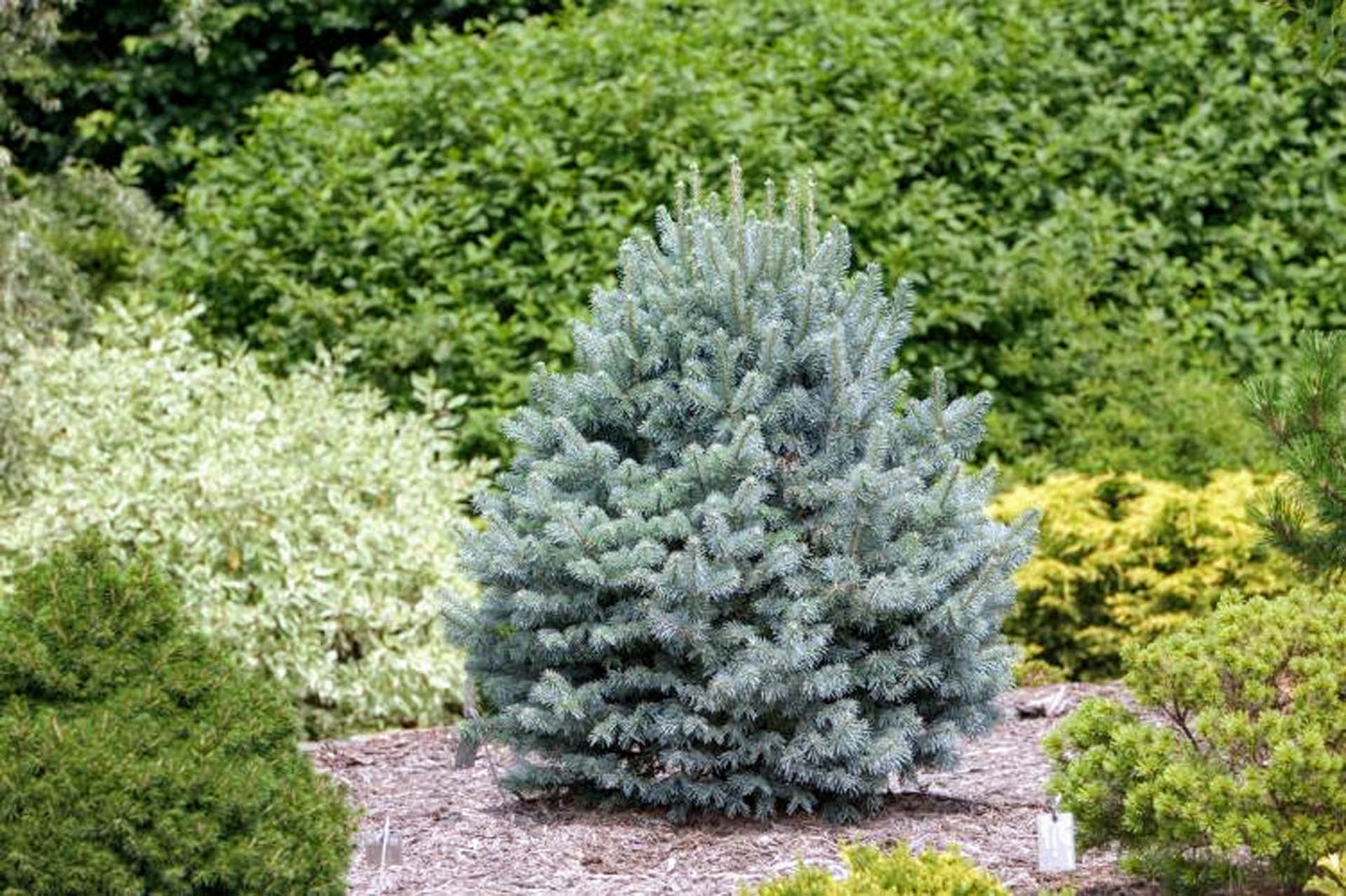 Subalpine Fir Compacta (Abies lasiocarpa) - Ladybird Nursery