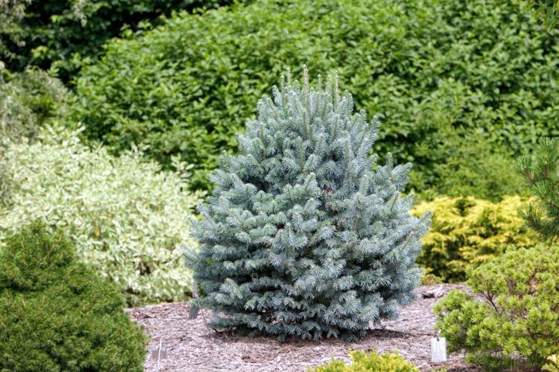 Subalpine Fir Compacta (Abies lasiocarpa) - Ladybird Nursery