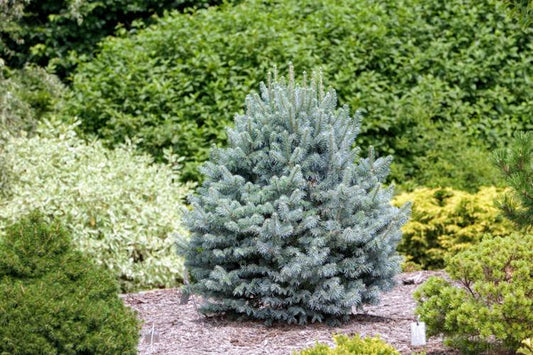 Subalpine Fir Compacta (Abies lasiocarpa)