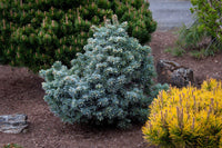 Subalpine Fir Compacta (Abies lasiocarpa)