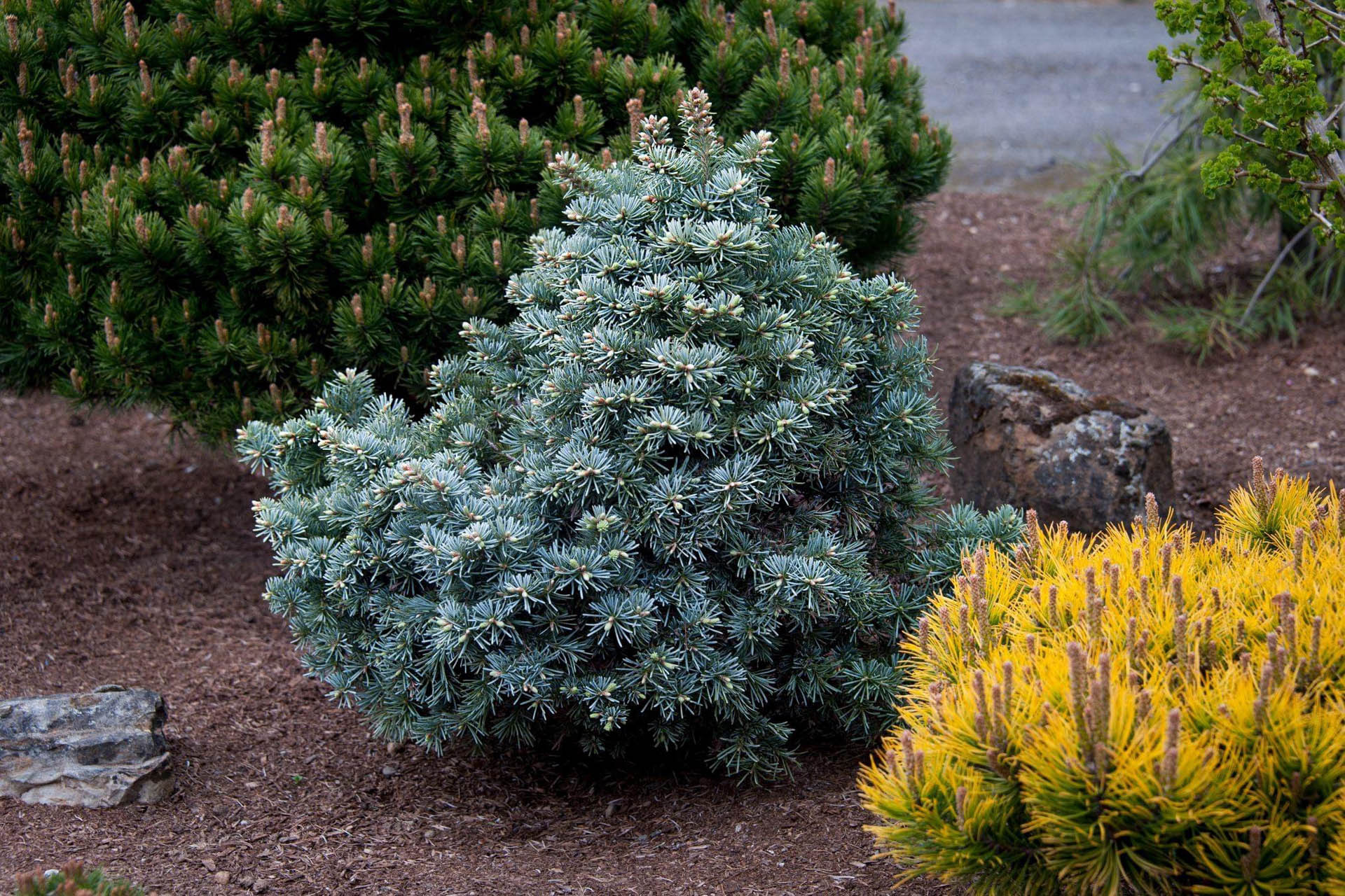 Subalpine Fir Compacta (Abies lasiocarpa) - Ladybird Nursery