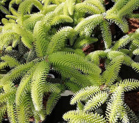 Spanish Fir Aurea Golden (Abies pinsapo)