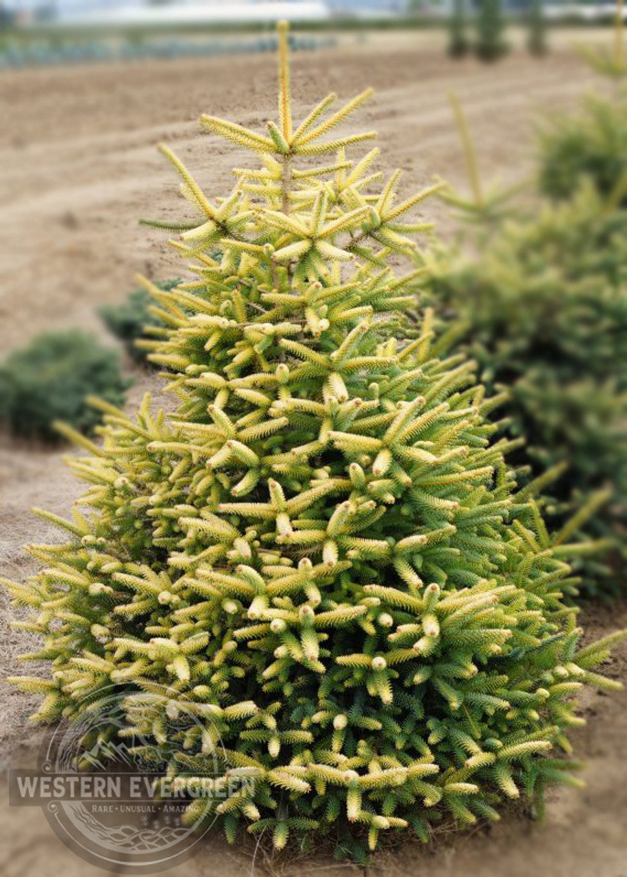 Spanish Fir Aurea Golden (Abies pinsapo)