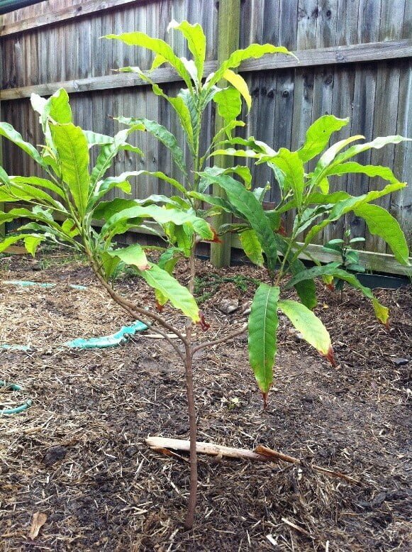 Abiu (Caramel fruit) - Ladybird Nursery