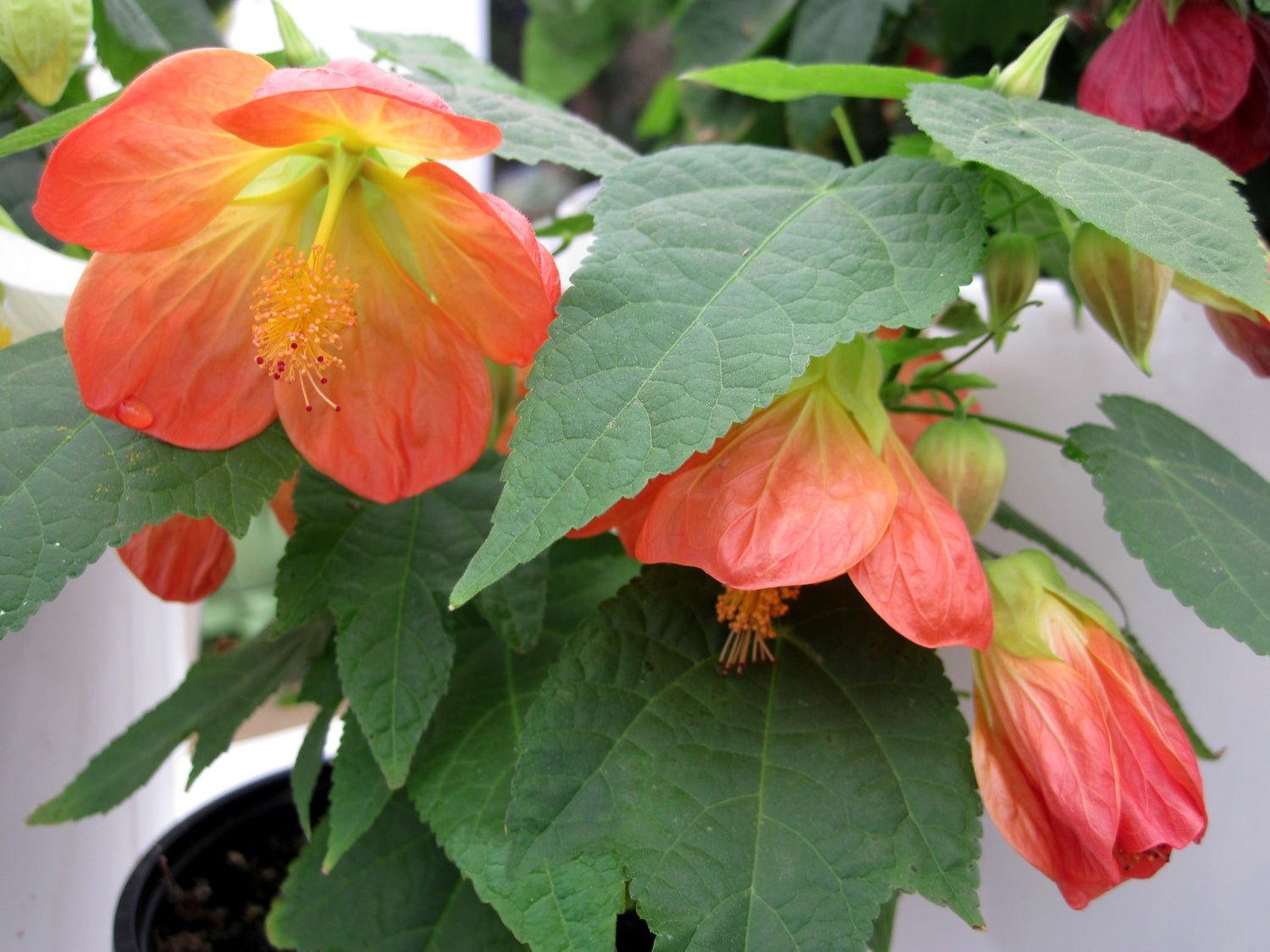 Chinese Lantern Tangerine (Abutilon) - Ladybird Nursery