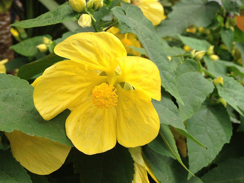 Chinese Lantern Yellow (Abutilon)