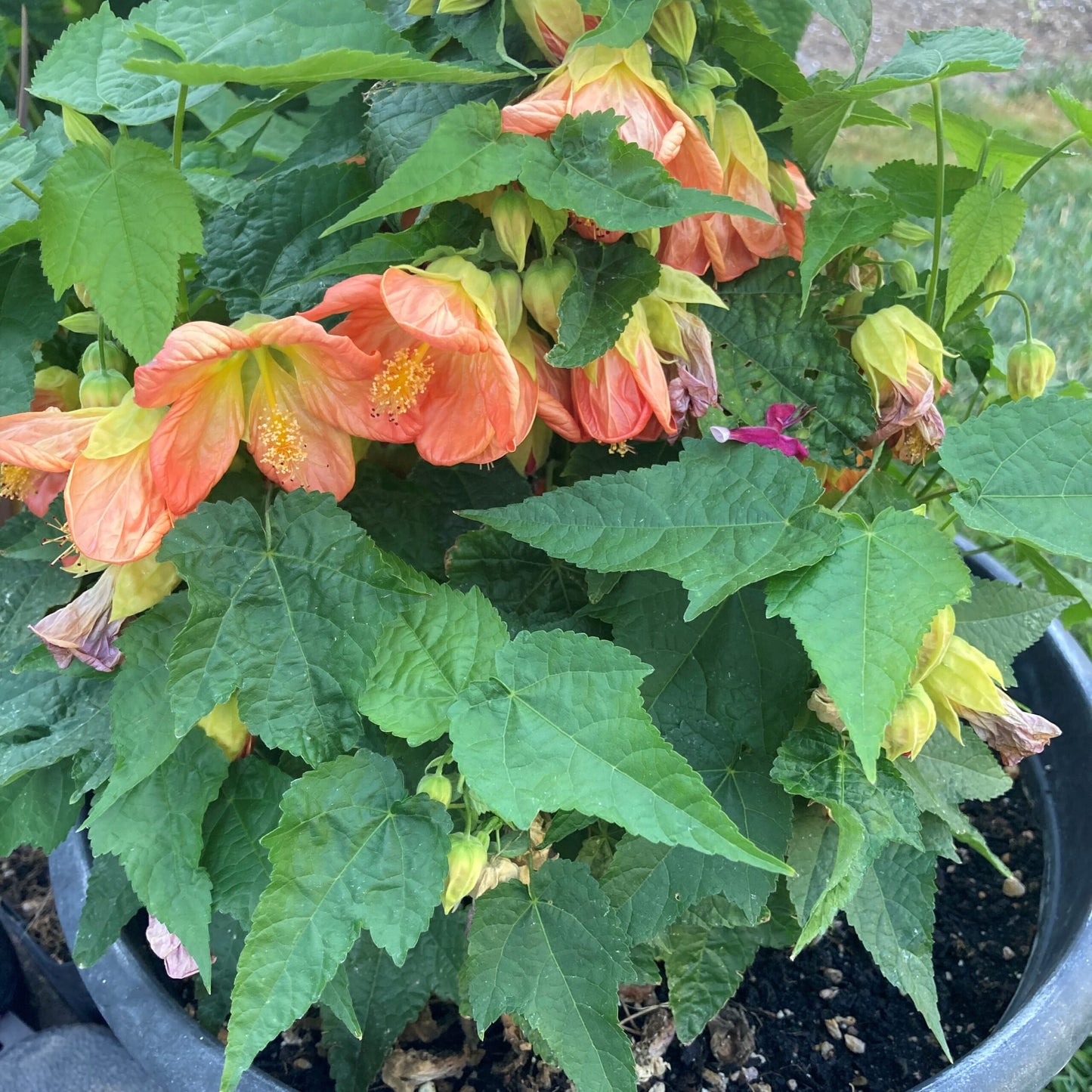 Chinese Lantern Lucky Tangerine (Abutilon hybrida)