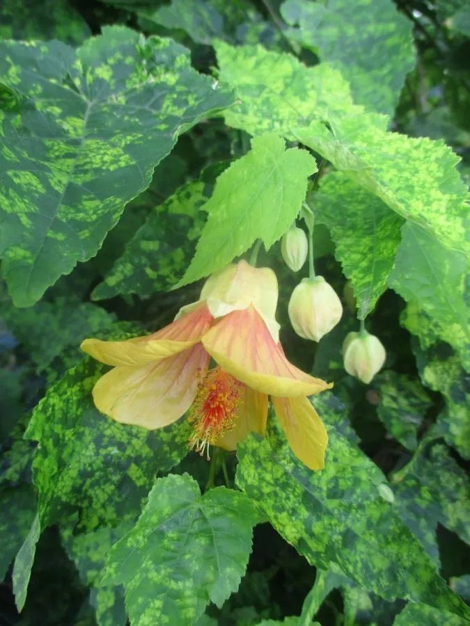 Chinese Lantern Marble Bell (Abutilon Marble) - Ladybird Nursery