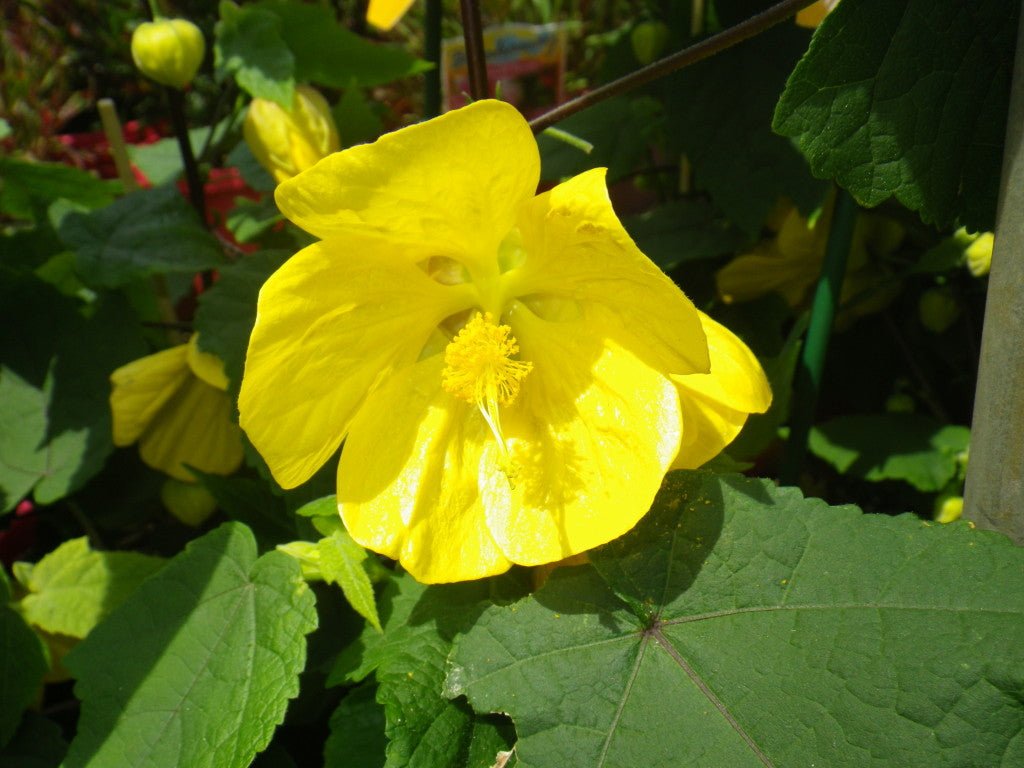 Chinese Lantern Yellow (Abutilon) - Ladybird Nursery