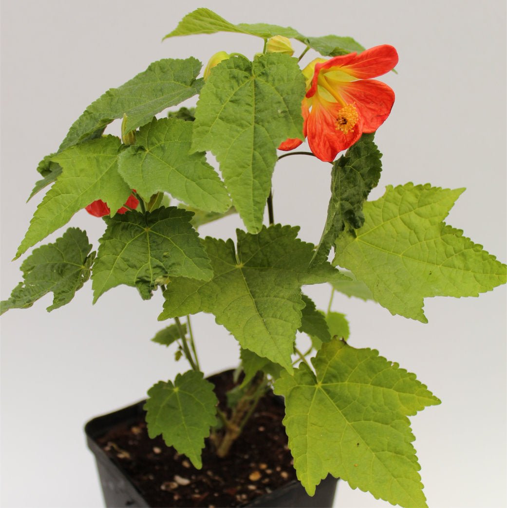 Chinese Lantern Tangerine (Abutilon) - Ladybird Nursery