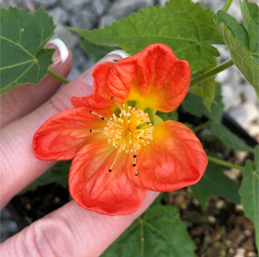 Chinese Lantern Lucky Tangerine (Abutilon hybrida) - Ladybird Nursery