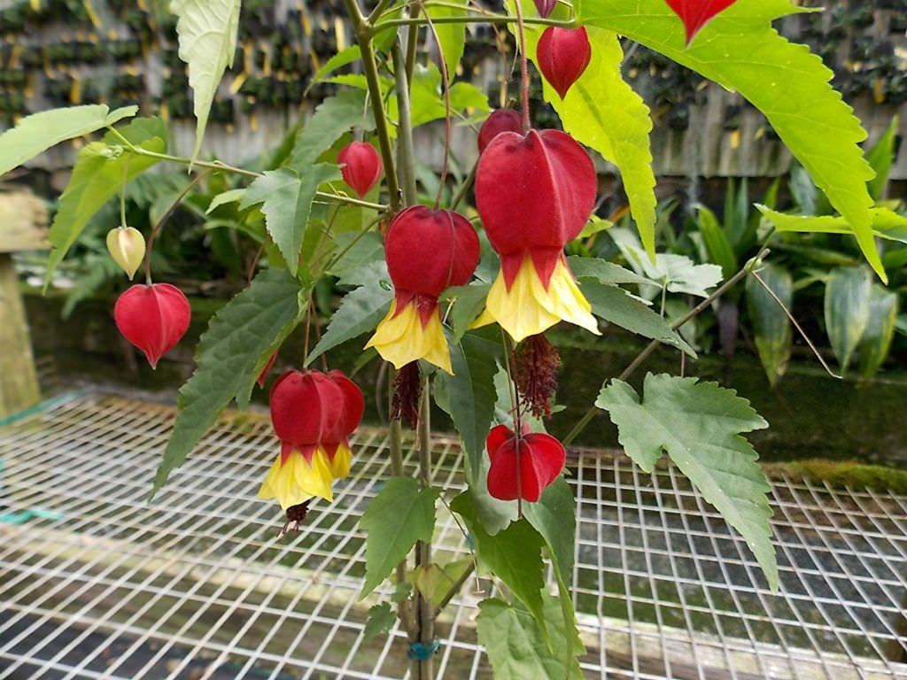 Chinese Lantern Brazilian Bell (Abutilon) - Ladybird Nursery