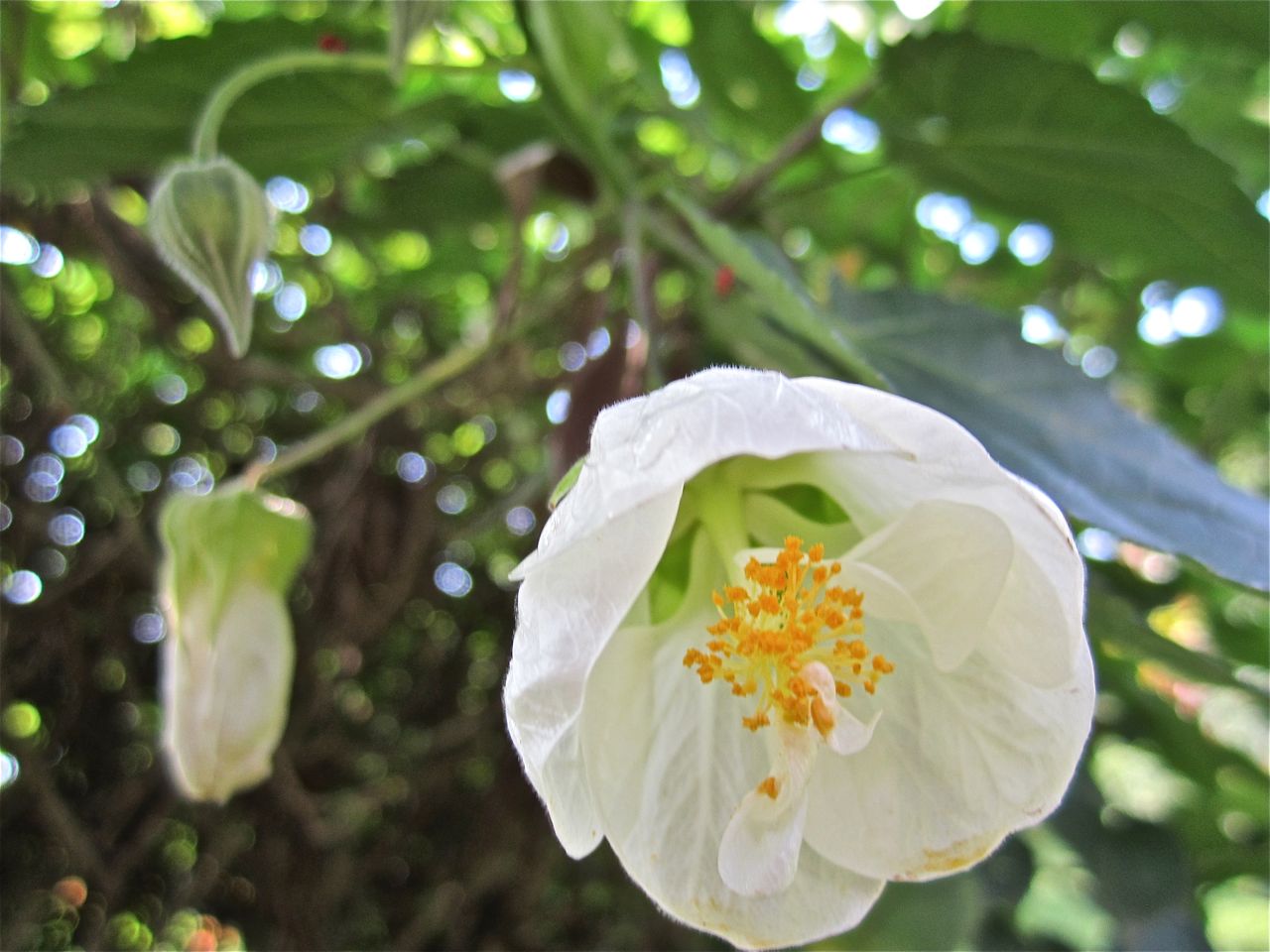 Chinese Lantern White (Abutilon)