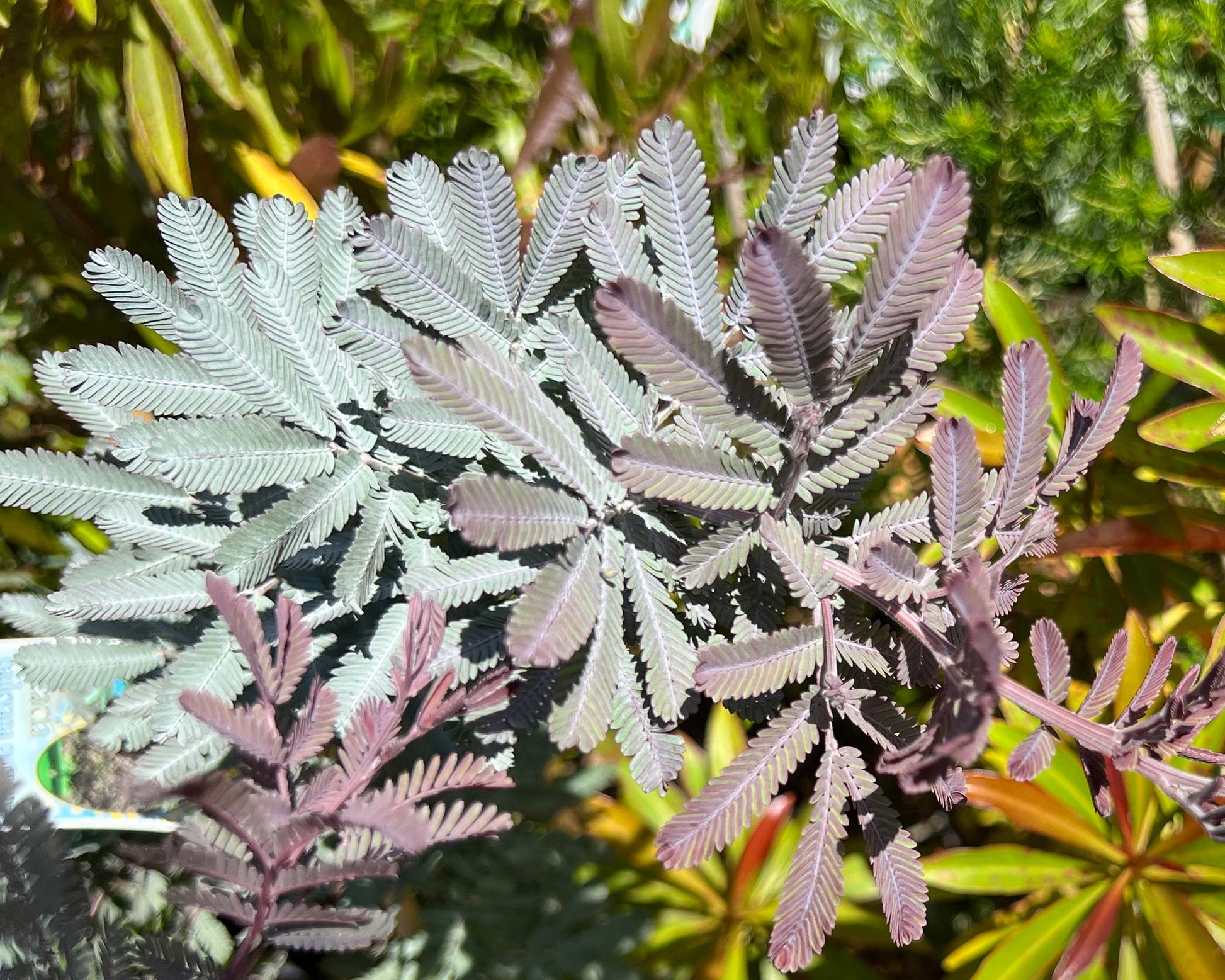 Purple-leaved Cootamundra Wattle Purpurea (Acacia baileyana)