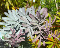 Purple-leaved Cootamundra Wattle Purpurea (Acacia baileyana)