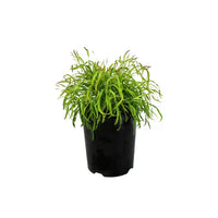 Bower Wattle Fettuccini (Acacia cognata)