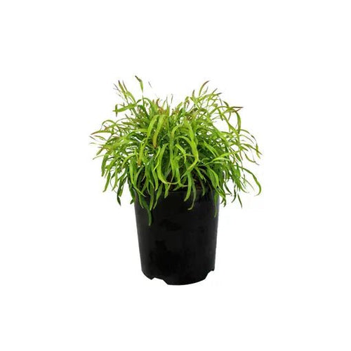 Bower Wattle Fettuccini (Acacia cognata) - Ladybird Nursery