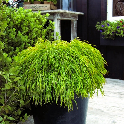 Bower Wattle Fettuccini (Acacia cognata)