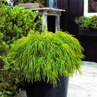 Bower Wattle Fettuccini (Acacia cognata)