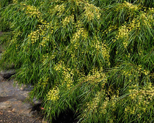 Bower Wattle Fettuccini (Acacia cognata) - Ladybird Nursery