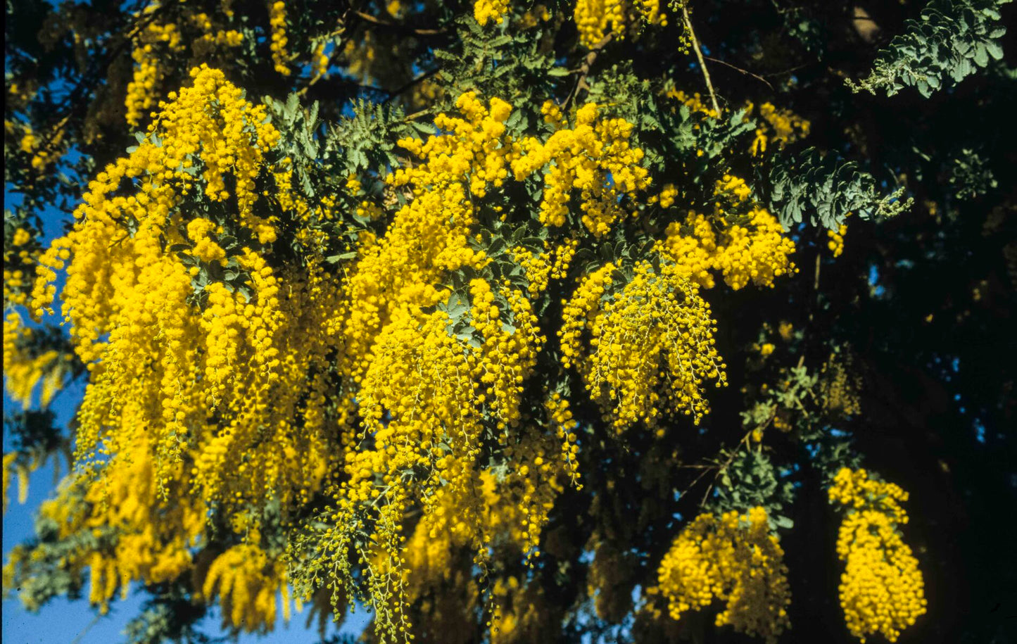 Cootamundra Wattle (Acacia baileyana)