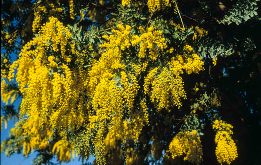 Cootamundra Wattle (Acacia baileyana)