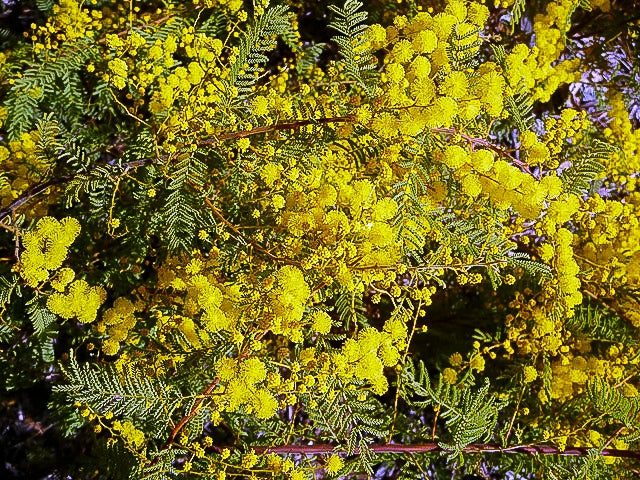 Wyalong Wattle Gold Lace Standards (Acacia cardiophylla)
