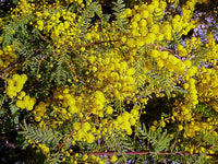 Wyalong Wattle Gold Lace Standards (Acacia cardiophylla)
