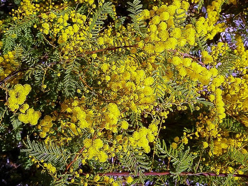 Wyalong Wattle Gold Lace Standards (Acacia cardiophylla) - Ladybird Nursery