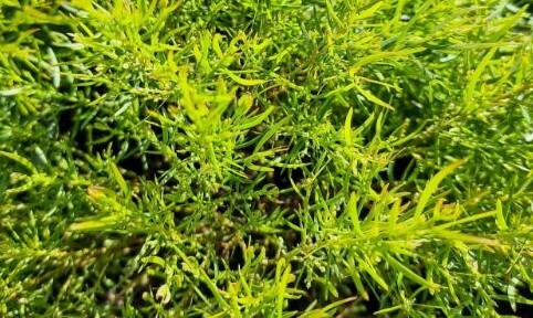 Bower Wattle Mini Cog (Acacia cognata)