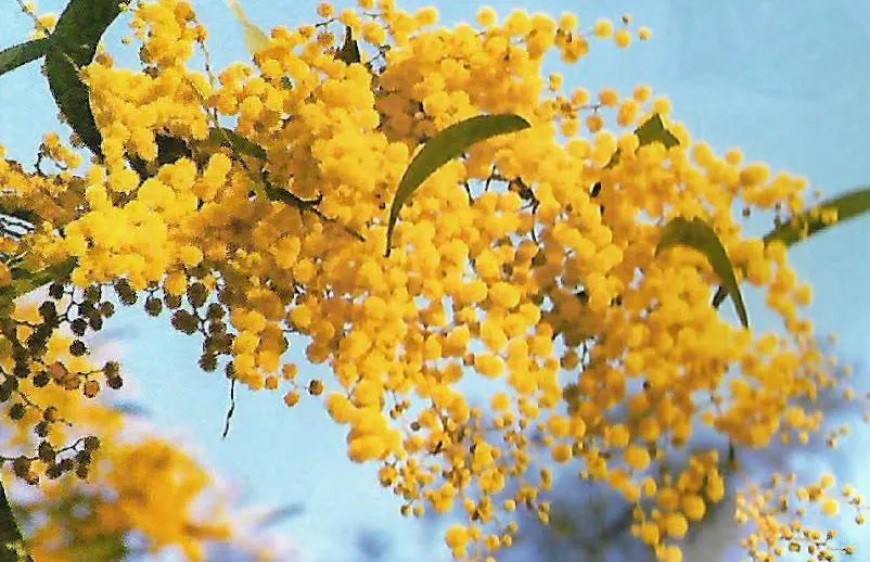 Zig Zag Wattle (Acacia macradenia)