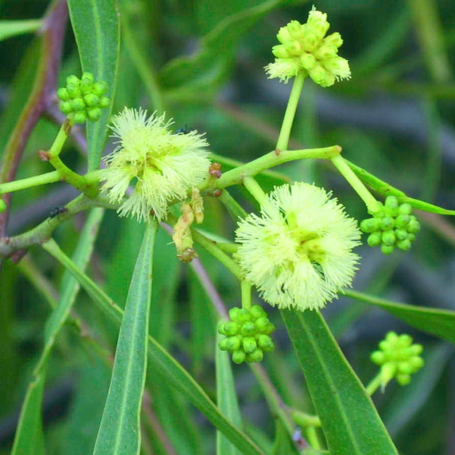 Willow Wattle (Acacia salicina) - Ladybird Nursery