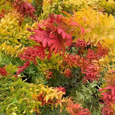 Acacia 'Rainbow' - Ladybird Nursery