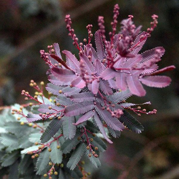 Purple - leaved Cootamundra Wattle Purpurea (Acacia baileyana) - Ladybird Nursery